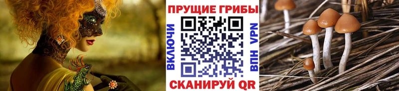 Псилоцибиновые грибы GOLDEN TEACHER купить закладку Разумное